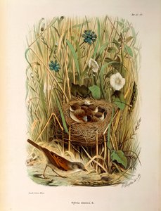 オスカー・ドレスラーによるホワイトスロートSylvia communis or cinereaを描いたEugenio Bettoniの "Natural History of Birds that Nest in Lombardy "の挿絵。 作： Eugenio Bettoni, Oscar Dressler