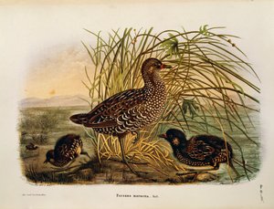 オスカー・ドレスラーが描いたSpotted Crake Porzana porzanaを表すEugenio Bettoniの "Natural History of Birds that Nest in Lombardy "の挿絵。 作： Eugenio Bettoni, Oscar Dressler