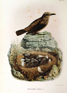 オスカー・ドレスラーによるアオジロツグミMonticola solitariusを描いたエウジェニオ・ベットーニの「ロンバルディアに営巣する鳥類の自然史」の挿絵。 作： Eugenio Bettoni, Oscar Dressler