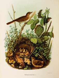 オスカー・ドレスラーによるナイチンゲールLuscinia megarhynchosを描いたエウジェニオ・ベットーニの「ロンバルディア州に営巣する鳥類の博物誌」の挿絵。 作： Eugenio Bettoni, Oscar Dressler