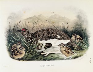 オスカー・ドレスラーによるロック・プターミガンLagopus mutaを描いたエウジェニオ・ベットーニの「ロンバルディアに営巣する鳥類の自然史」の挿絵。 作： Eugenio Bettoni, Oscar Dressler