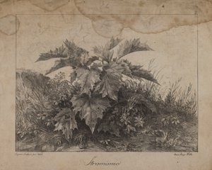 ストラモニウム 作： Eugenio Landesio