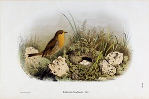 レッドゴージ（Rubecula familiaris）の表現（クロモリトグラフィー 作： Eugenio and Dressler Oscar  Bettoni