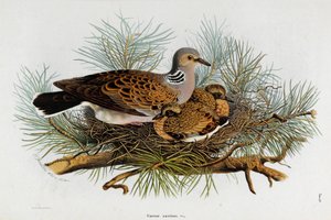 鳩（Turtle-Dove）の表現（クロモリトグラフ