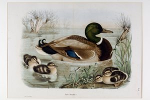 マガモ(Anas platyrhynchos), ou mallard(野鴨)の表現（クロモリトグラフィー