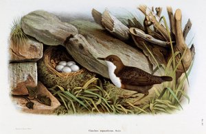 鳥のシンクル・ダイビング（Cinclus aquaticus）を表現したもの（クロモリトグラフィー 作： Eugenio and Dressler Oscar  Bettoni