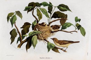 鳥のHipolais salicaria Warblerの表現（クロモリトグラフ