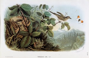チキンベローチェ（Phyllopneuste rufa）（Chiffchaff）の表現（Chromolithography