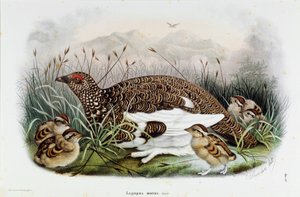鷓鴣（しゃこ）の表現（Chromolithography 作： Eugenio and Dressler Oscar  Bettoni