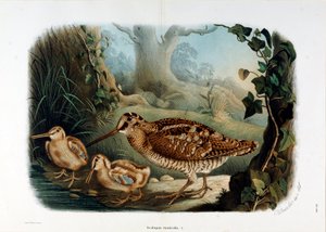 ウッドビークル（Scolopax rusticola or Woodck）の表現（クロモリトグラフィー 作： Eugenio and Dressler Oscar  Bettoni