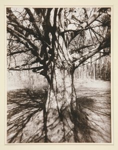 ブナの木 作： Eugène Atget