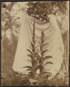 ブイヨン・ブラン（Mullein Plant） 作： Eugène Atget