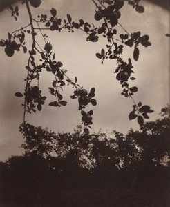 りんごの木の枝 作： Eugène Atget