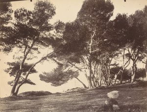 カンヌ、サントノラ島 作： Eugène Atget
