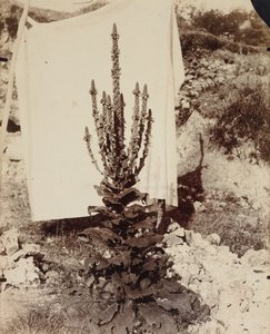モウズイカの開花 作： Eugène Atget