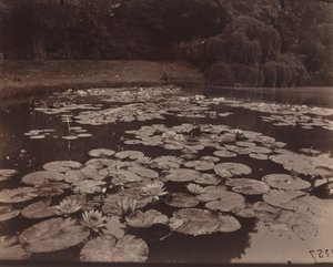 睡蓮（バガテル） 作： Eugène Atget