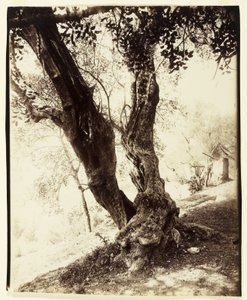 オリヴィエ、ニース、1900年頃 作： Eugène Atget