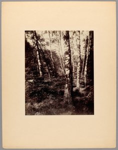サンクルー公園 作： Eugène Atget