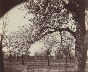 ポワリエ 作： Eugène Atget