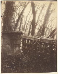 サン＝クルー公園、パリ 作： Eugène Atget