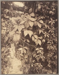 ヴィーニュ・ヴィエルジュ 作： Eugène Atget