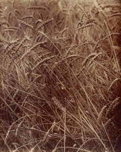 小麦 作： Eugène Atget
