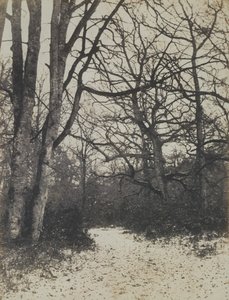 [フォンテーヌブローの森], ca. 1860年。 作： Eugène Cuvelier