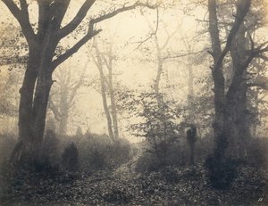 [フォンテーヌブローの森]、1860年代初頭。 作： Eugène Cuvelier