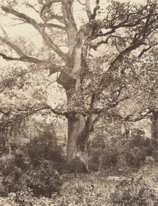 ボドマーの近く、1860年代。
