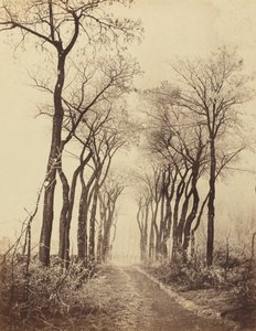 霧氷の道と木々 作： Eugène Cuvelier