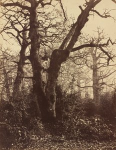 木の研究、フォンテーヌブロー、1860年。