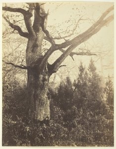Untitled [tree], c. 1860.    1176628   ja       japanese Successfully Translated  Original: Figure of a Woman Translat: Figure of a Woman 1339487 ja japanese Successfully Translated Original: Kuwana No. 43. Kuwana: one of the fifty-three noted places on To