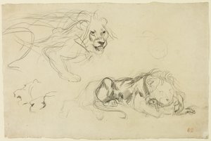 ライオンズ研究 作： Eugène Delacroix