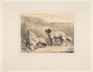 3匹の犬 いろいろな動物（シリーズタイトル） Etudes d