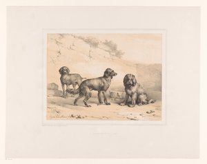 3匹の犬 いろいろな動物（シリーズタイトル） Etudes d