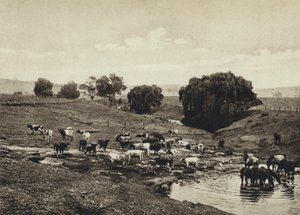 オーストラリア、牛、クイーンズランド州（モノクロ写真 作： European Photographer
