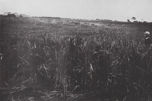 ブラジルサンパウロの田んぼ（モノクロ写真） 作： ヨーロッパの写真家