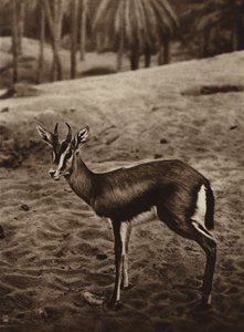 ネフタ・オアシスの端にいるガゼル（モノクロ写真） 作： European Photographer