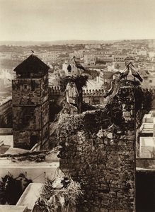 ラバト、カスバ・ウーダヤのコウノトリ（モノクロ写真 作： European Photographer