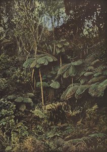 植生、フジェール樹木 作： European Photographer