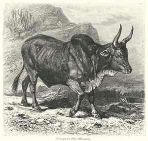 サンガオックス（Bos africanus）（彫刻 作： European School