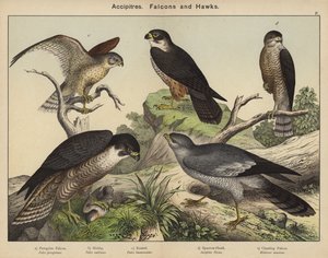 ホークス、ファルコン、ホークス 作： European School