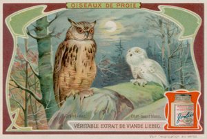 鷲フクロウと白フクロウ 作： European School