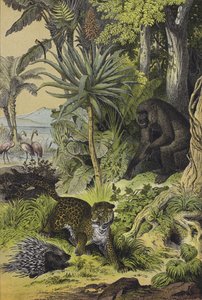 赤道ギニアの動物と植物（カラーリトグラフ）