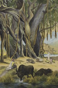 インドの動物・植物（カラーリトグラフ） 作： European School
