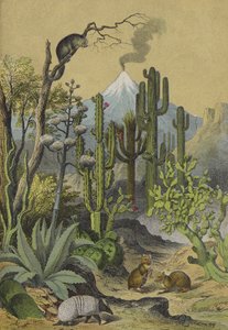 メキシコの動物・植物（カラーリトグラフ） 作： European School