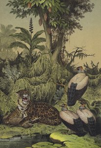 南米・ニューグラナダの動植物（カラーリトグラフ