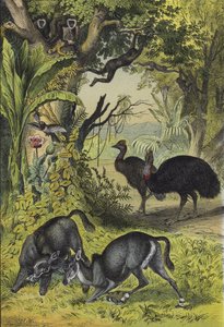 南アジアの動物と植物（カラーリトグラフ
