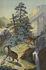 アルプスの動物・植物（カラーリトグラフ 作： European School
