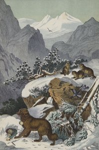 アルプスの動物と植物（カラーリトグラフ） 作： European School